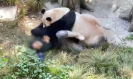 重庆动物园爆料视频,萌宠日常大曝光